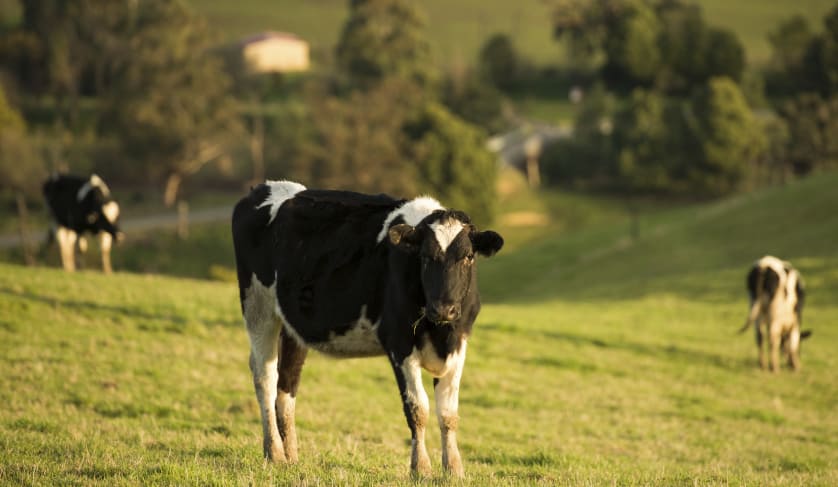 cow in green field