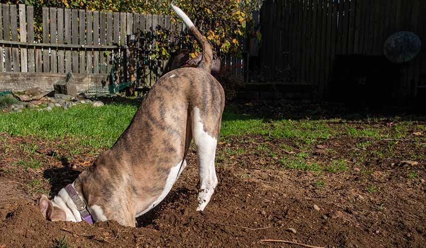 dog digging spi