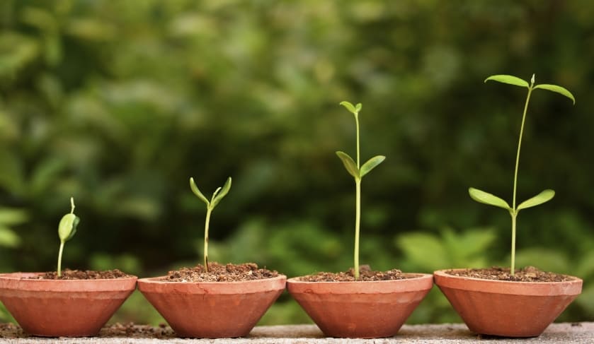 four plants growth