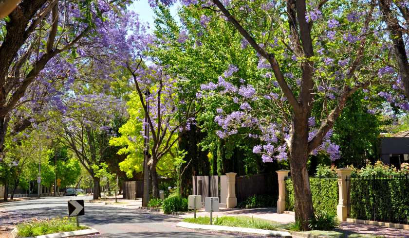 suburban trees spi