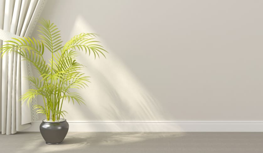 white wall with plant