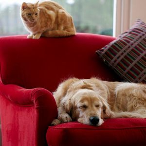 pets on couch
