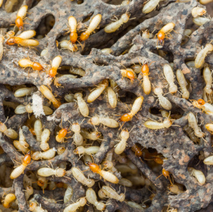 termites